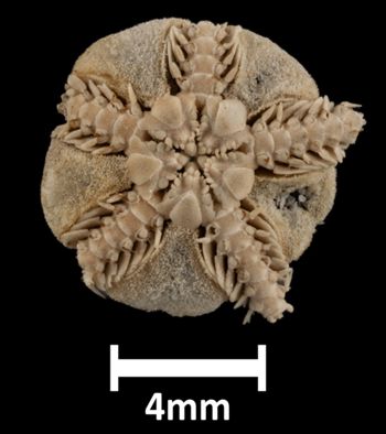 Media type: image;   Invertebrate Zoology OPH-6797 Description: Bottom up view of single ophiuroid specimen with a scale bar.;  Aspect: ventral